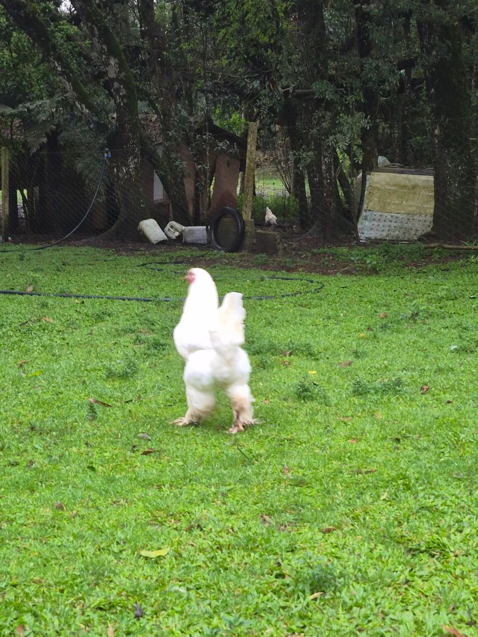 Frango brahma  - Foto 3