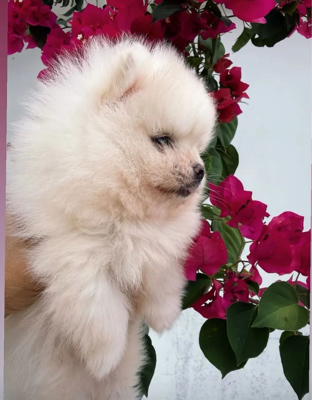 Spitz alemão anão  - Foto 4