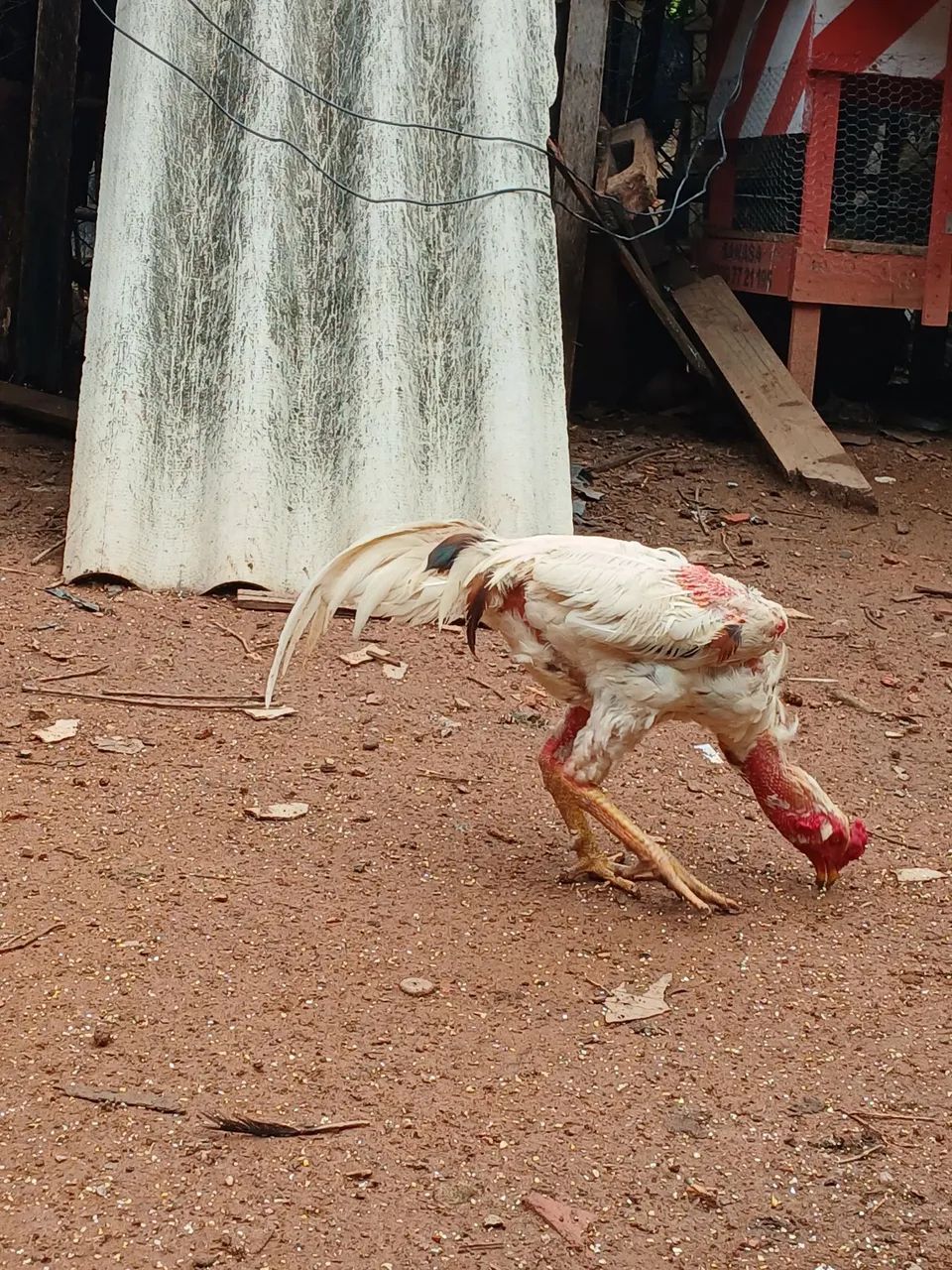 Galinha índio  - Foto 3