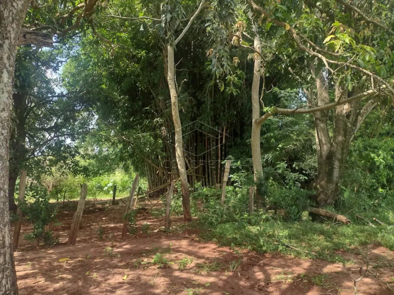 Rural Sitio em Dois Córregos - Foto 3