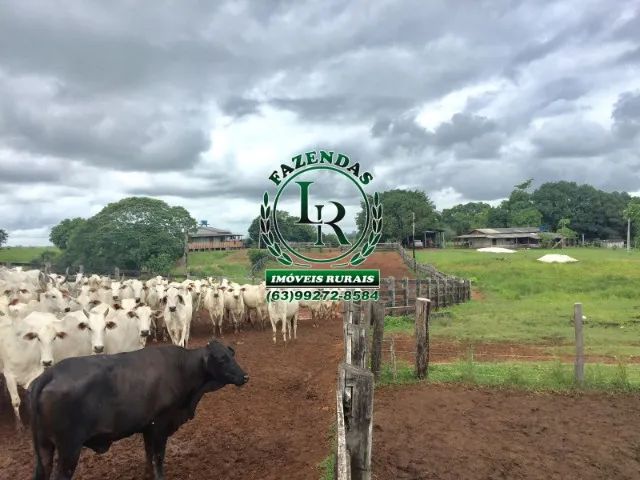 Fazenda 587 Alqueires Estado do Pará