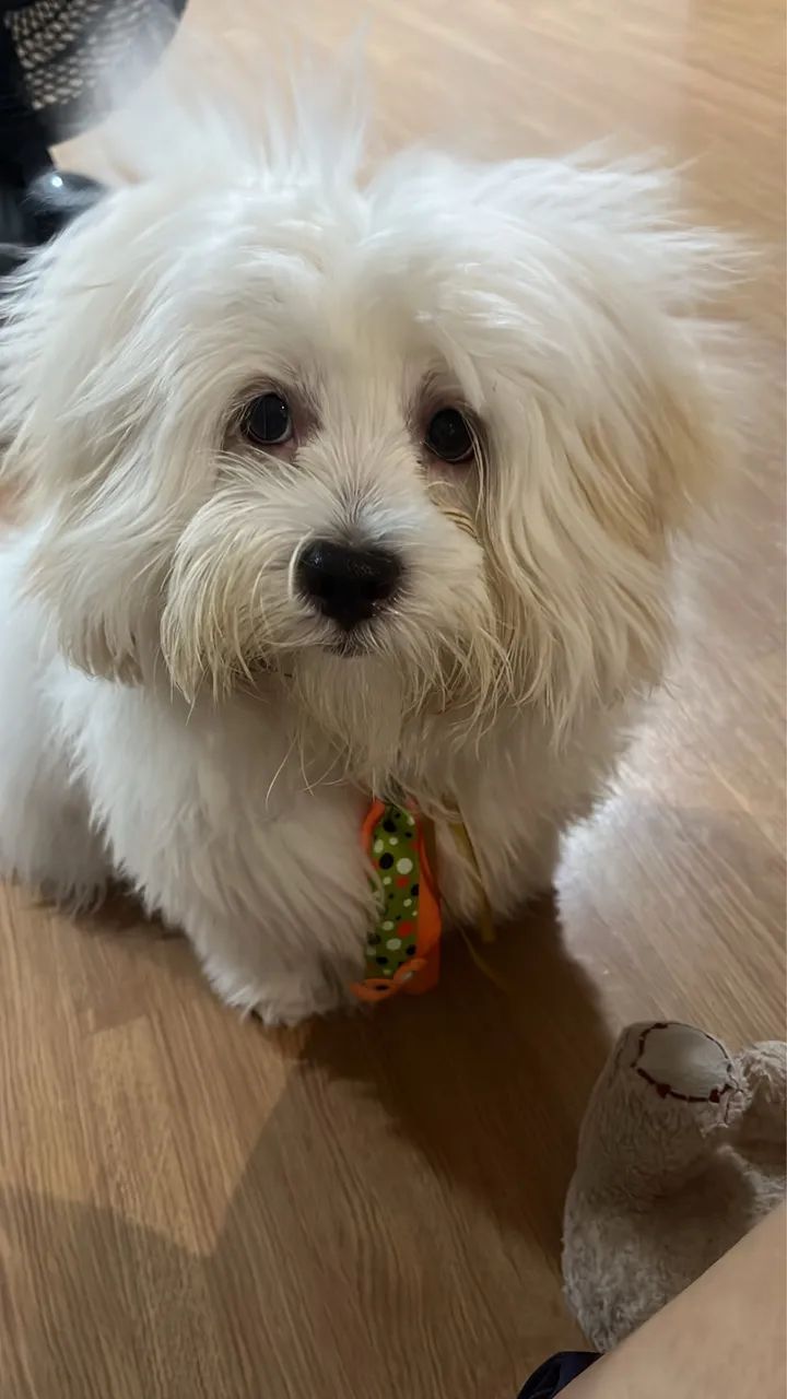 Lhasa Apso para cruzar  - Foto 3