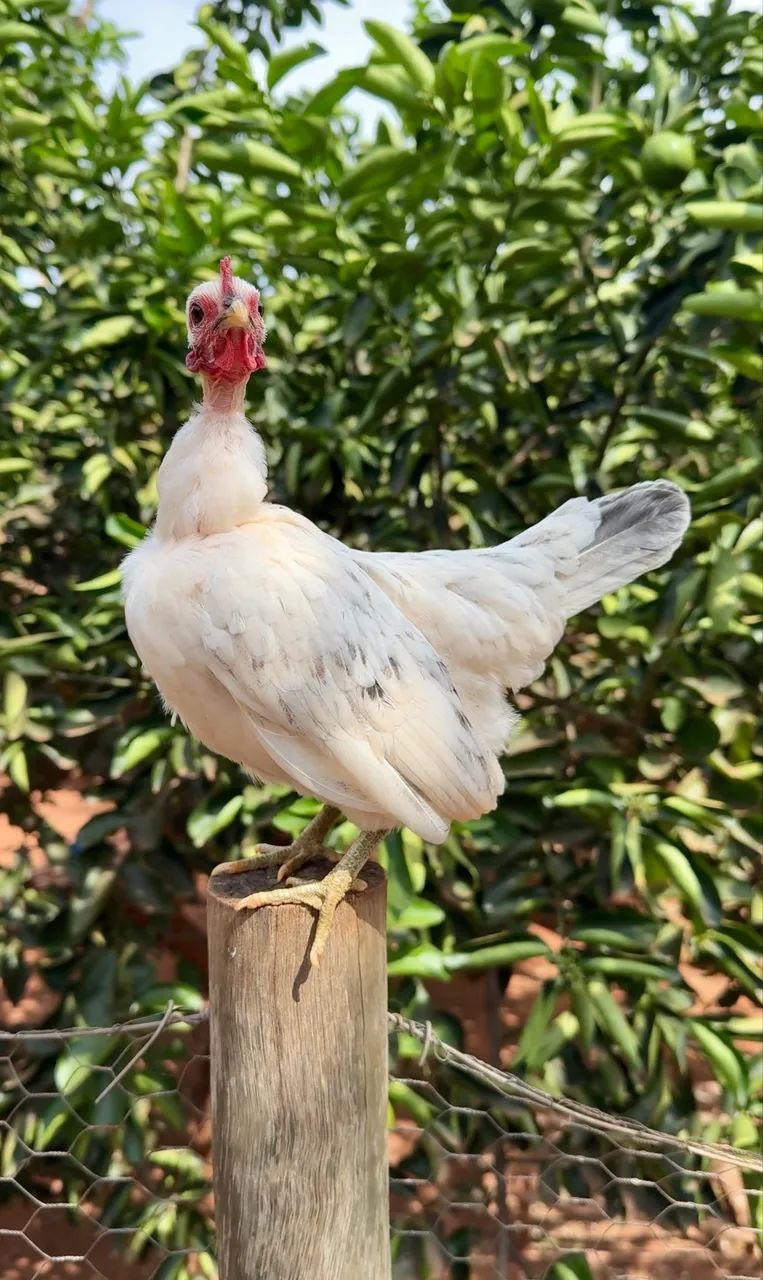 Galinha garnize - Foto 2