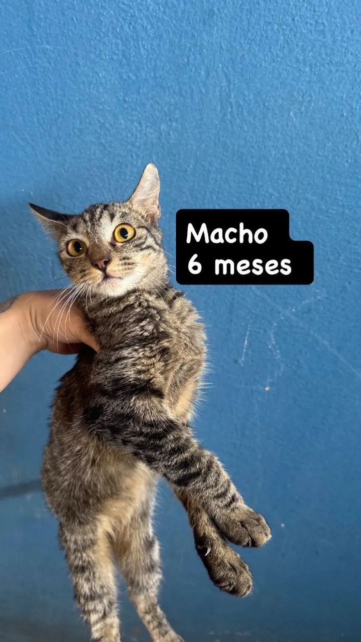 Doação de gatos - Foto 2