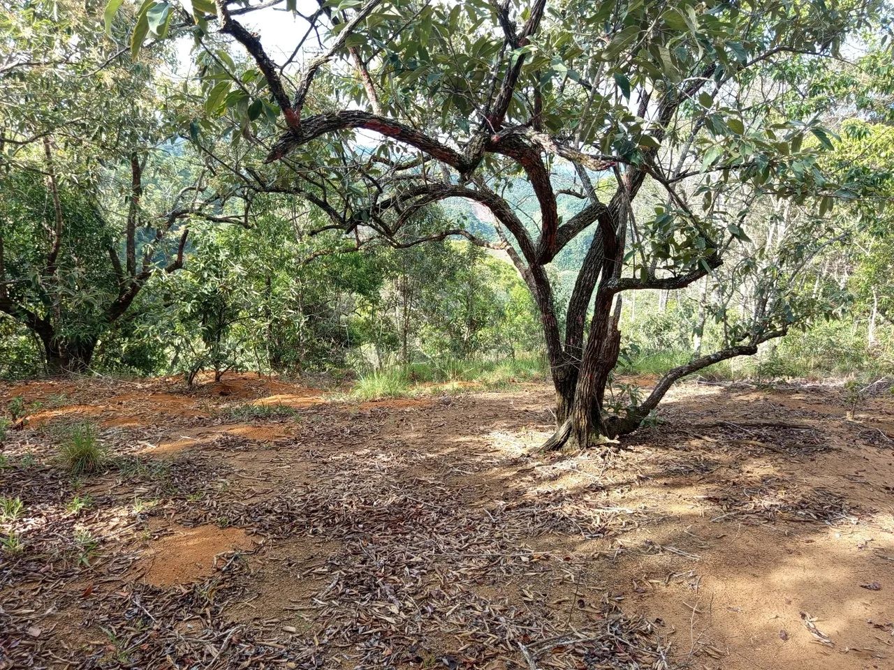Terreno 4 alqueires 
