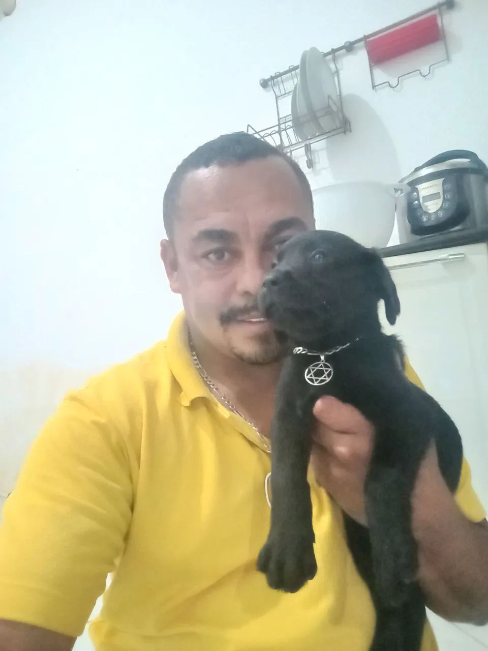 Labrador Retriever  - Foto 5