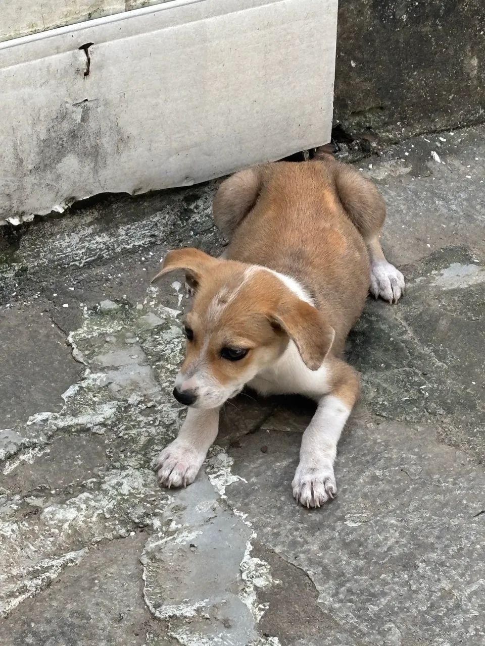 Doa-se Cachorro - Foto 4