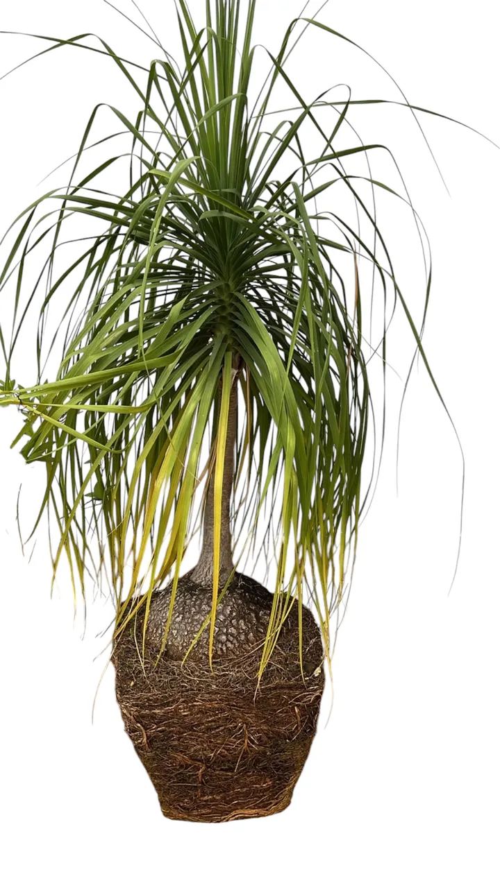 Vendo Par de Pata-de-Elefante Grandes e Adultas - Plantas Ornamentais - Foto 3