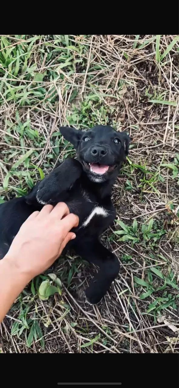 Doação cachorrinha 
