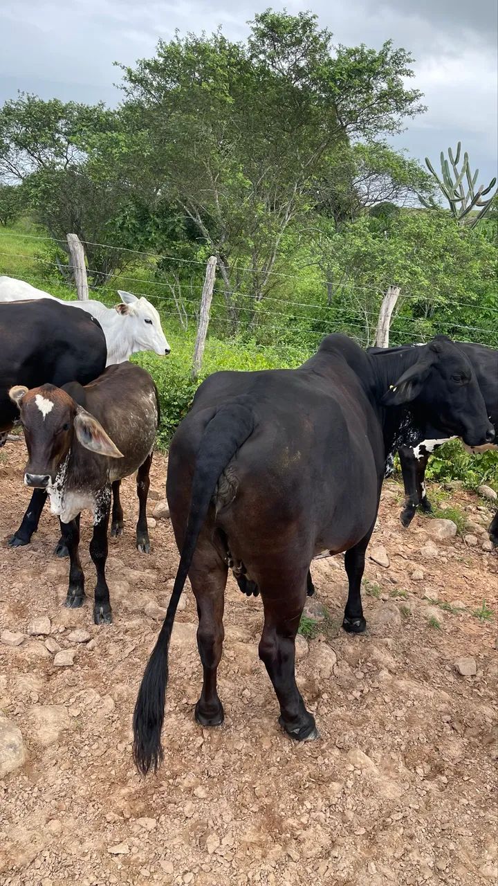 Vaca Mestiça zebuina - Foto 2
