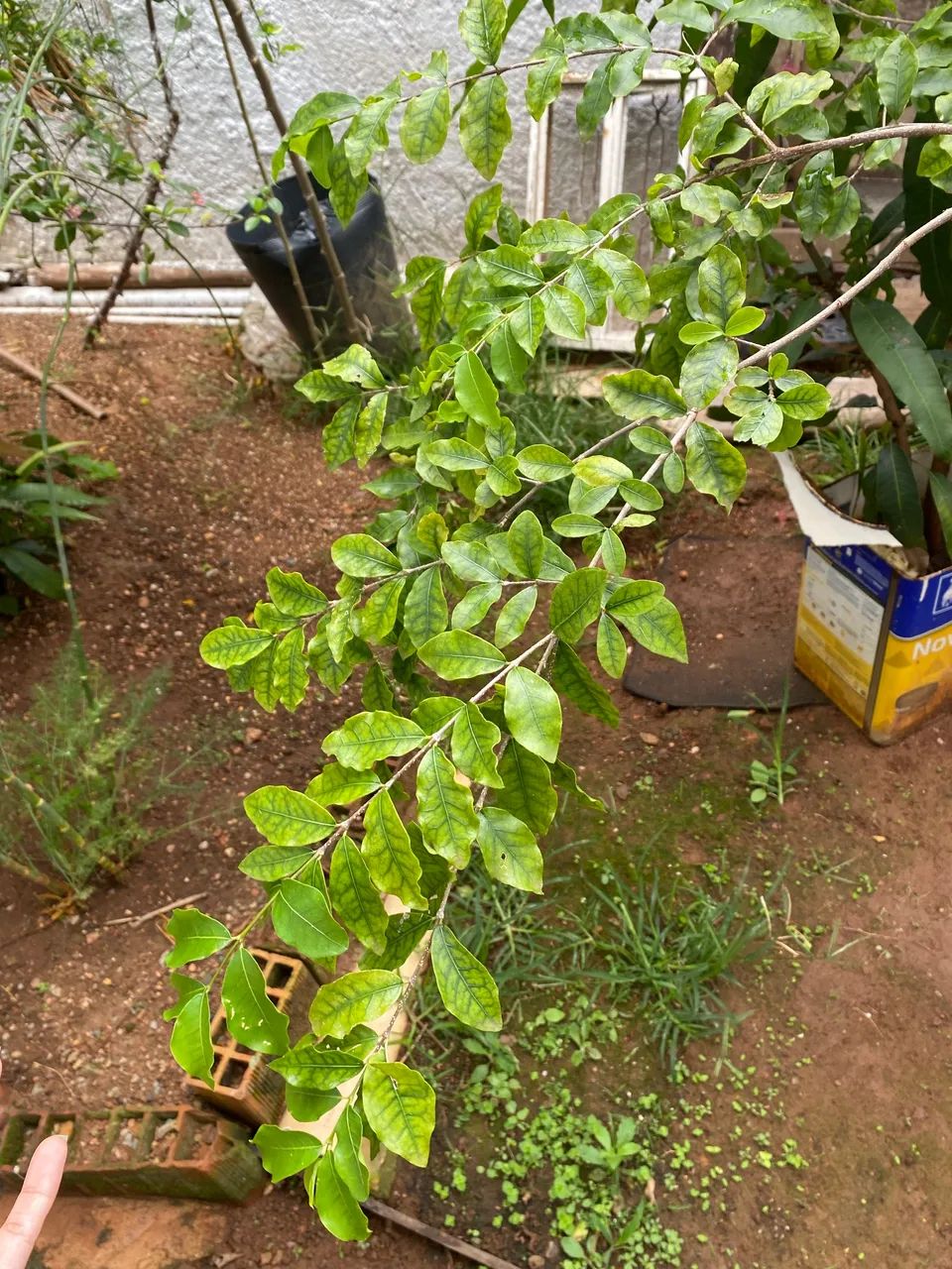 Muda de acerola  - Foto 2