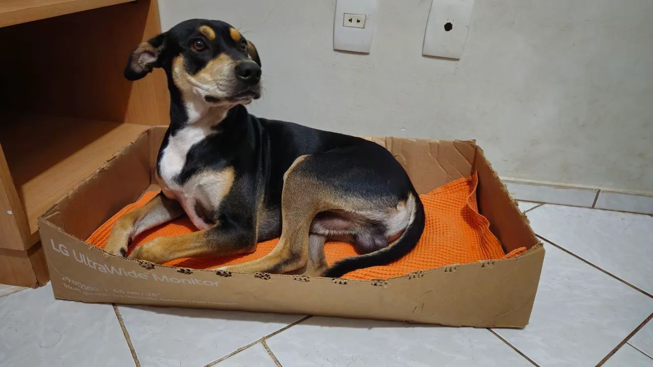 Cachorro vira-lata - Foto 4