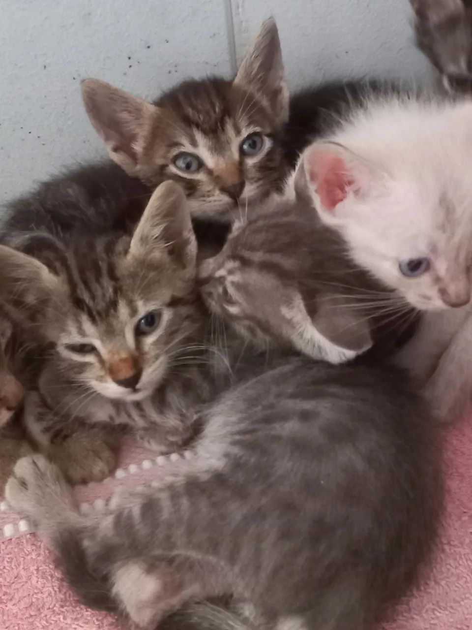 Gatinhos para doação ? - Foto 5