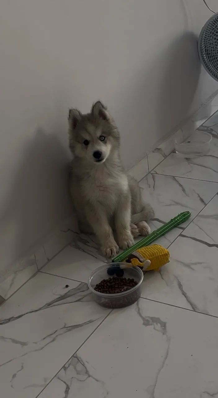 Husky Siberiano  - Foto 4