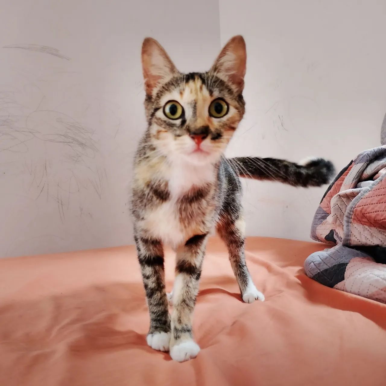 Doação de gatinha - Foto 2