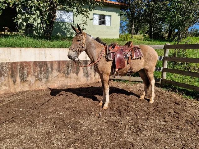 BURRO  - Foto 2