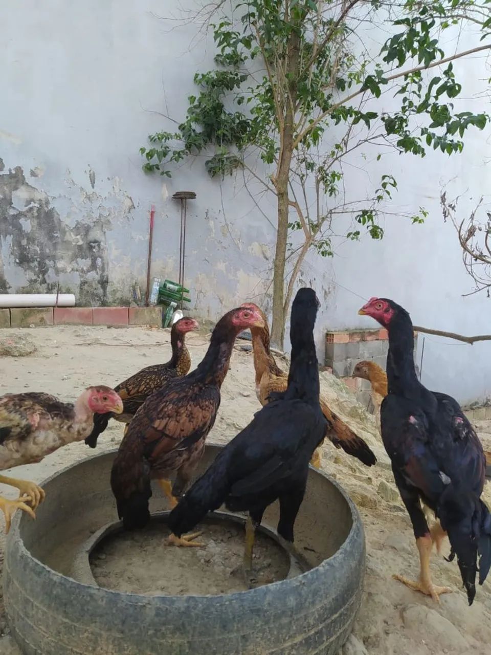 Frango índio  - Foto 3