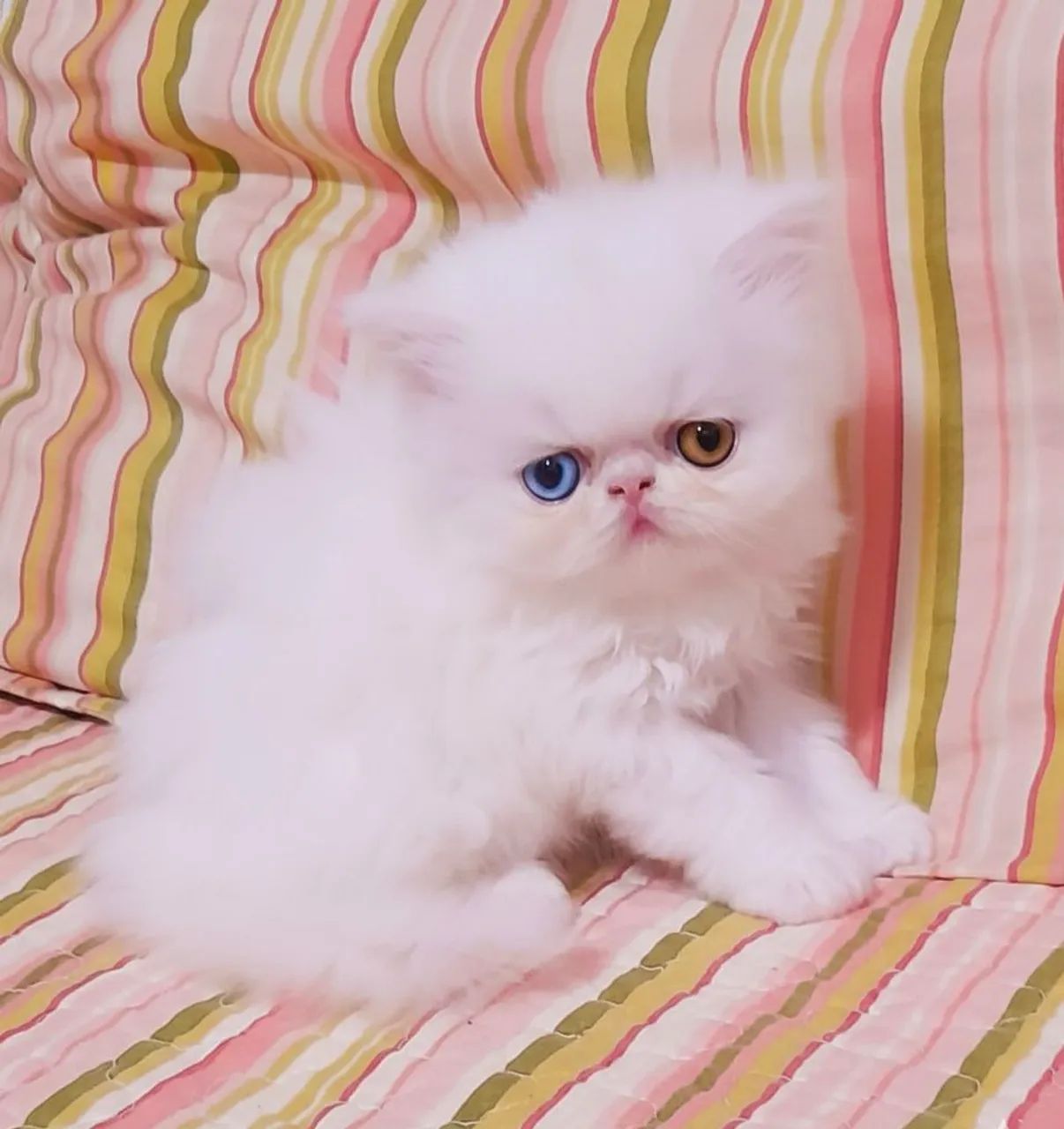 Persa Fêmea TopShow - Olhos Ímpares  - Foto 2