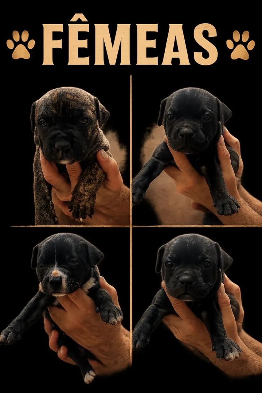 Pitbull - Foto 2