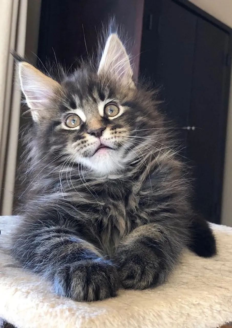 Gato gigante Maine Coon  - Foto 2
