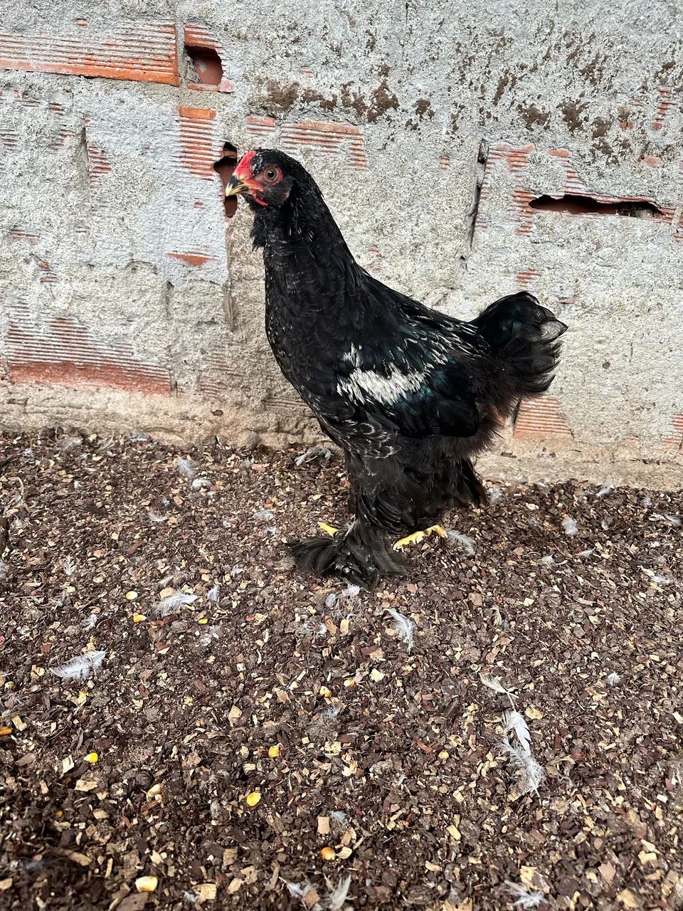 Frangos Brahma  - Foto 4