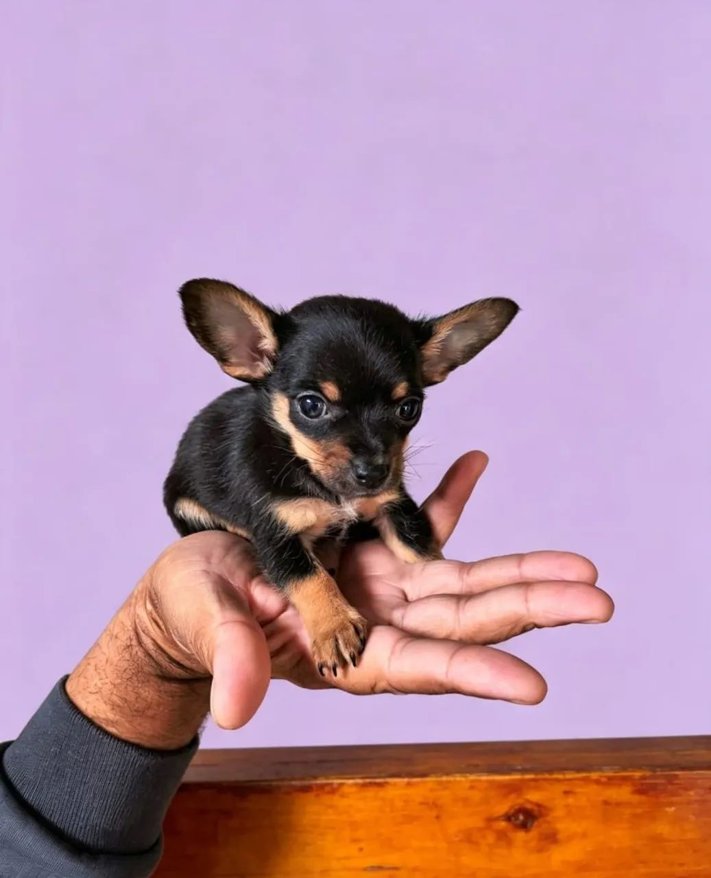 Pinscher micro
