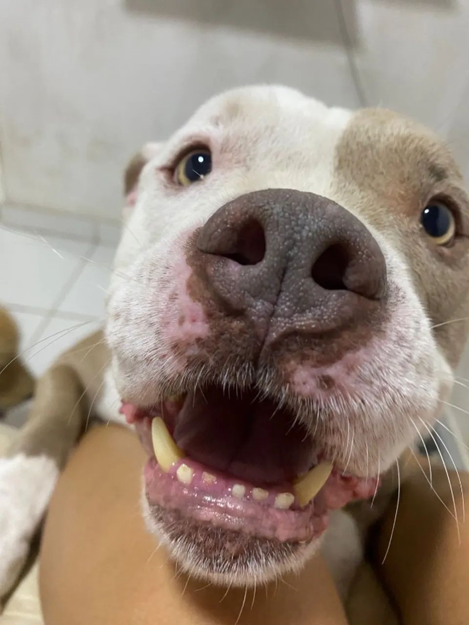 cachorro American Bully