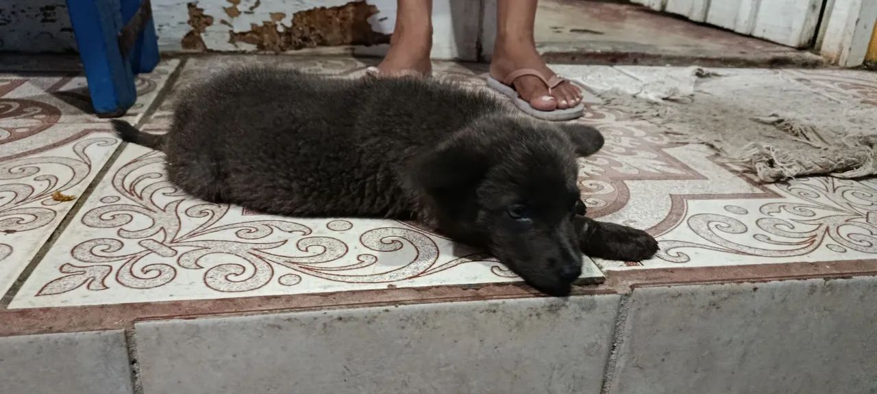 Adoção Responsável - Foto 2