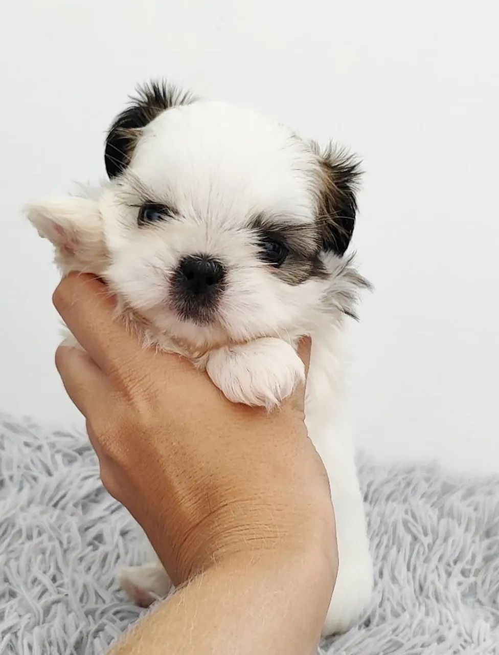 Shih tzu mini filhotes  - Foto 3