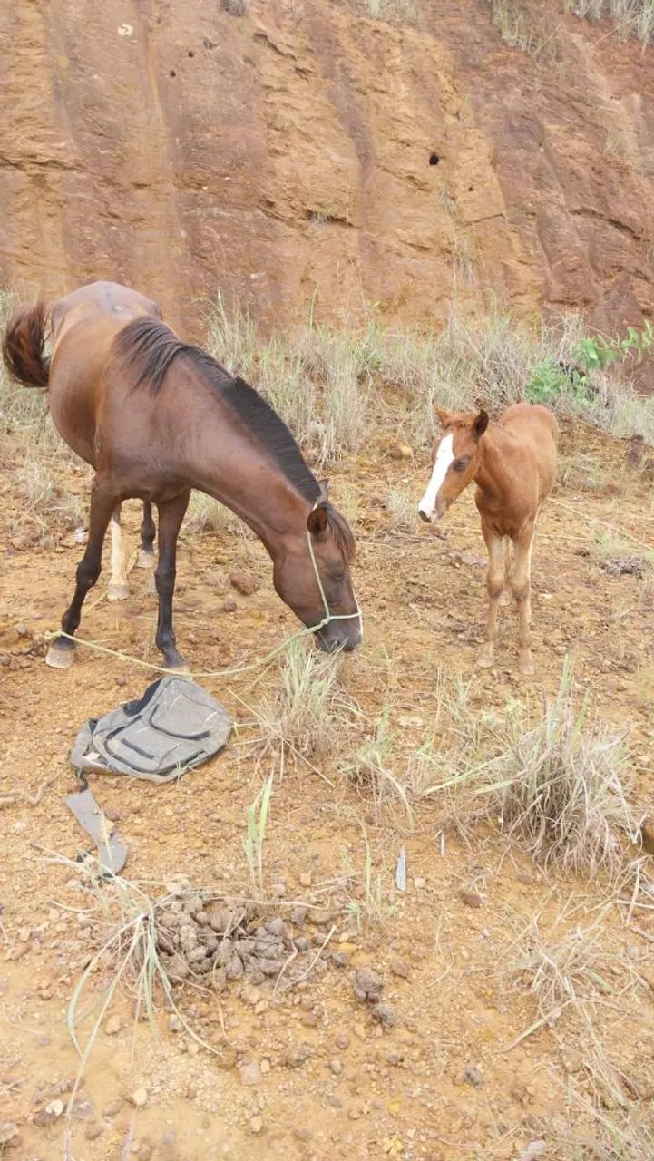 Egua com a polda pra venda ou pego ganbira também.  - Foto 3