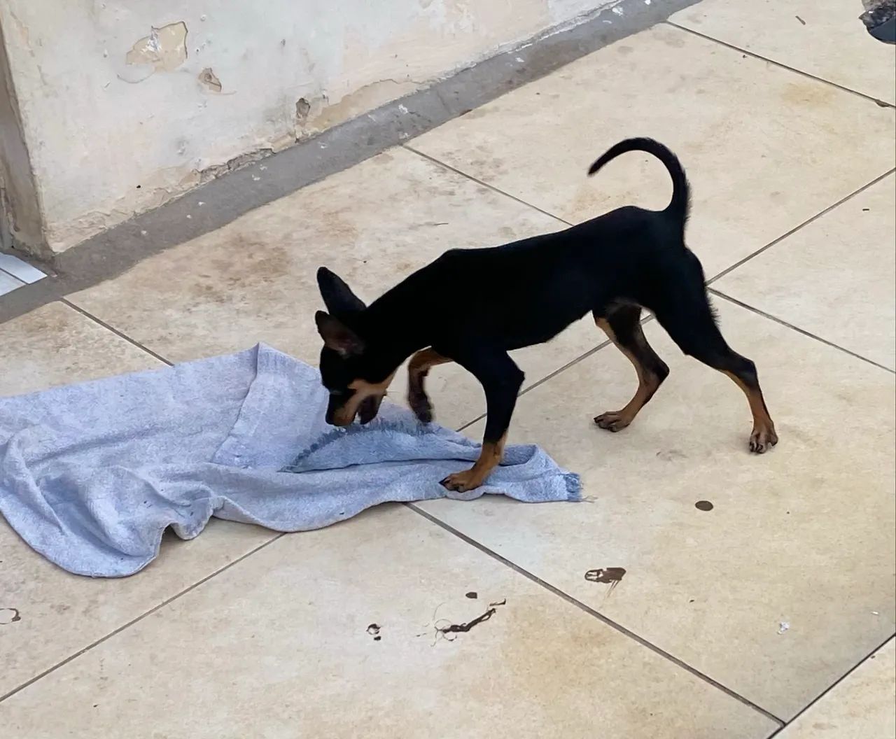 Cachorro - Foto 3