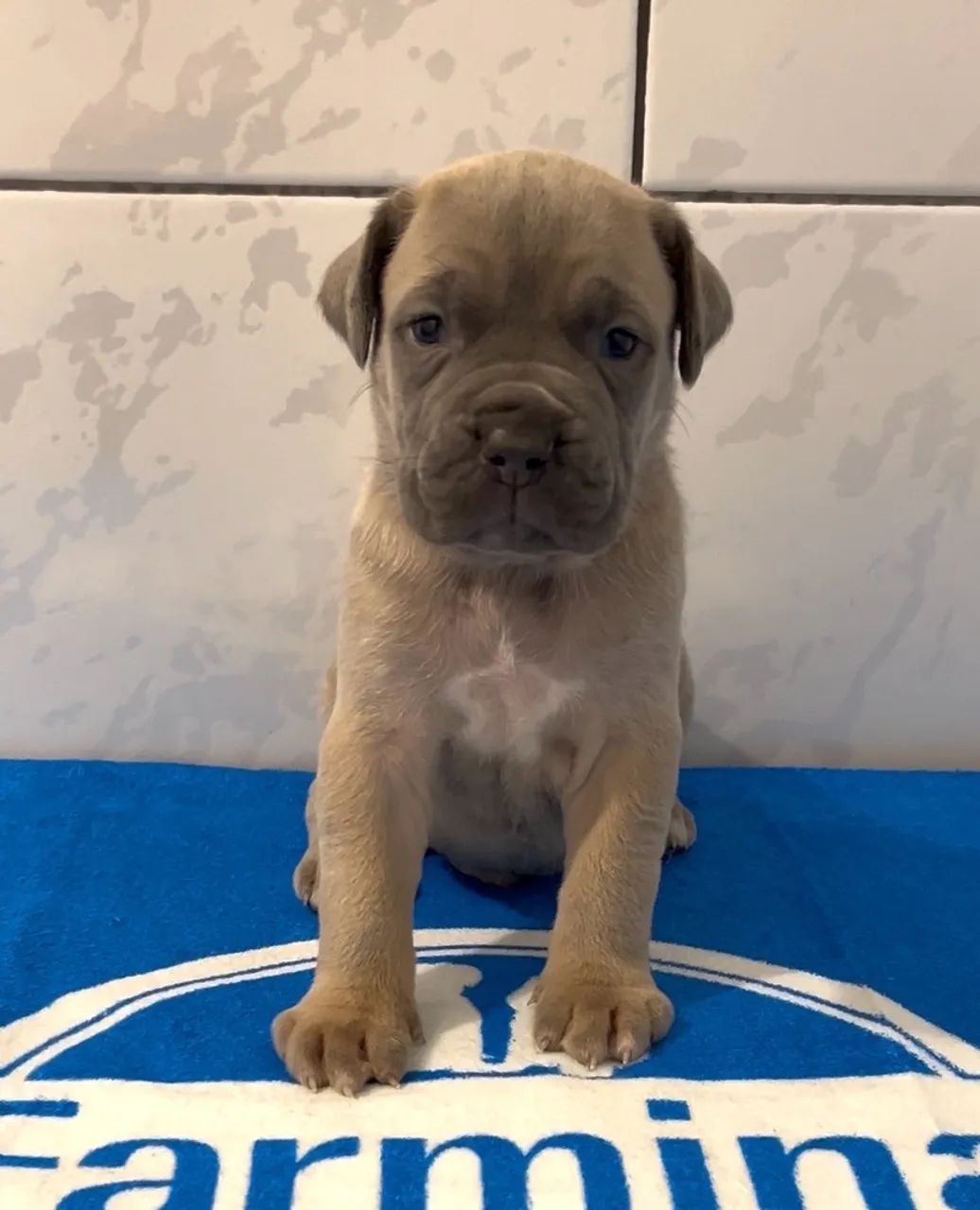 Cane corso - Foto 3