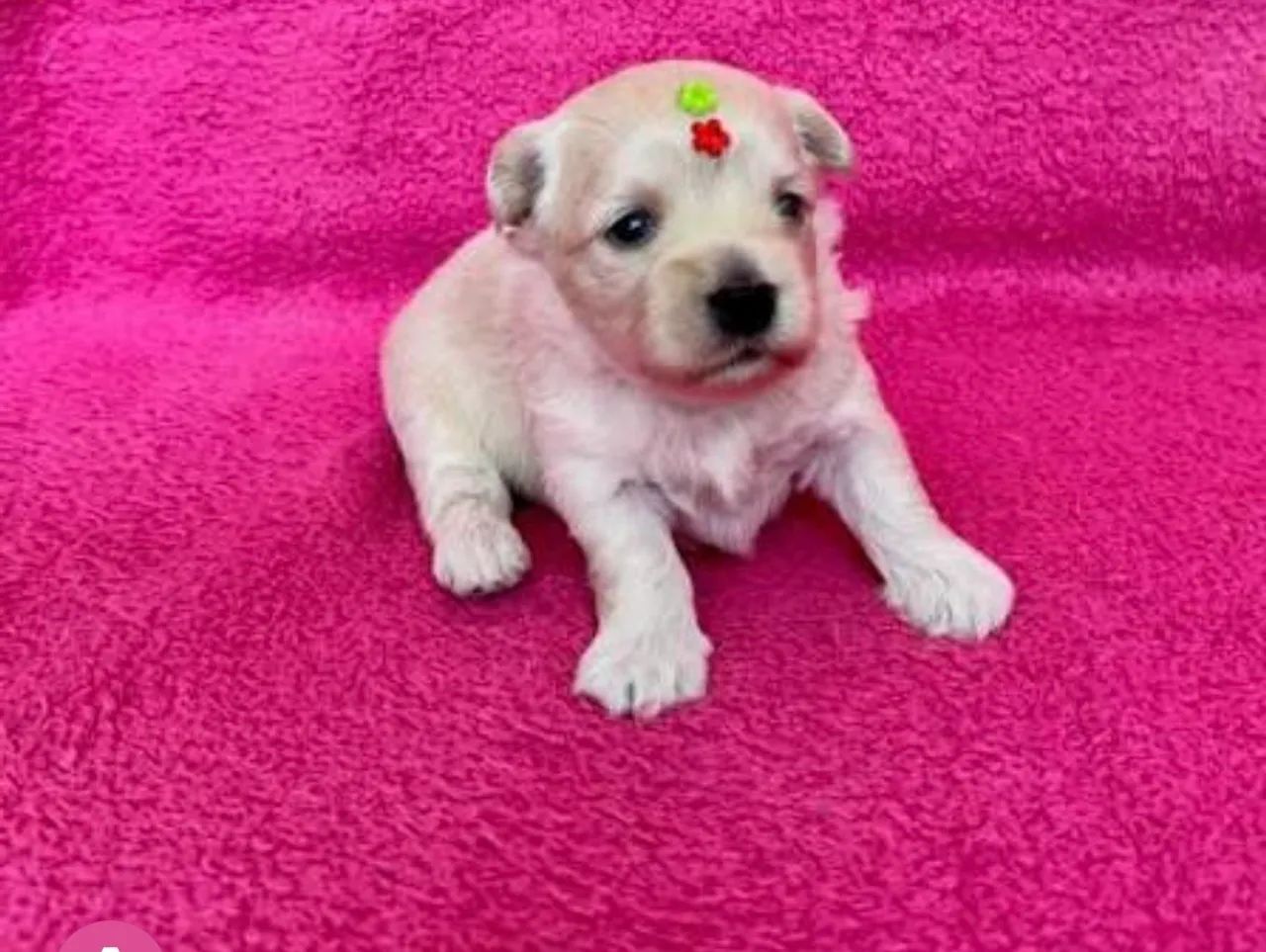 Maltês com poodle disponível 