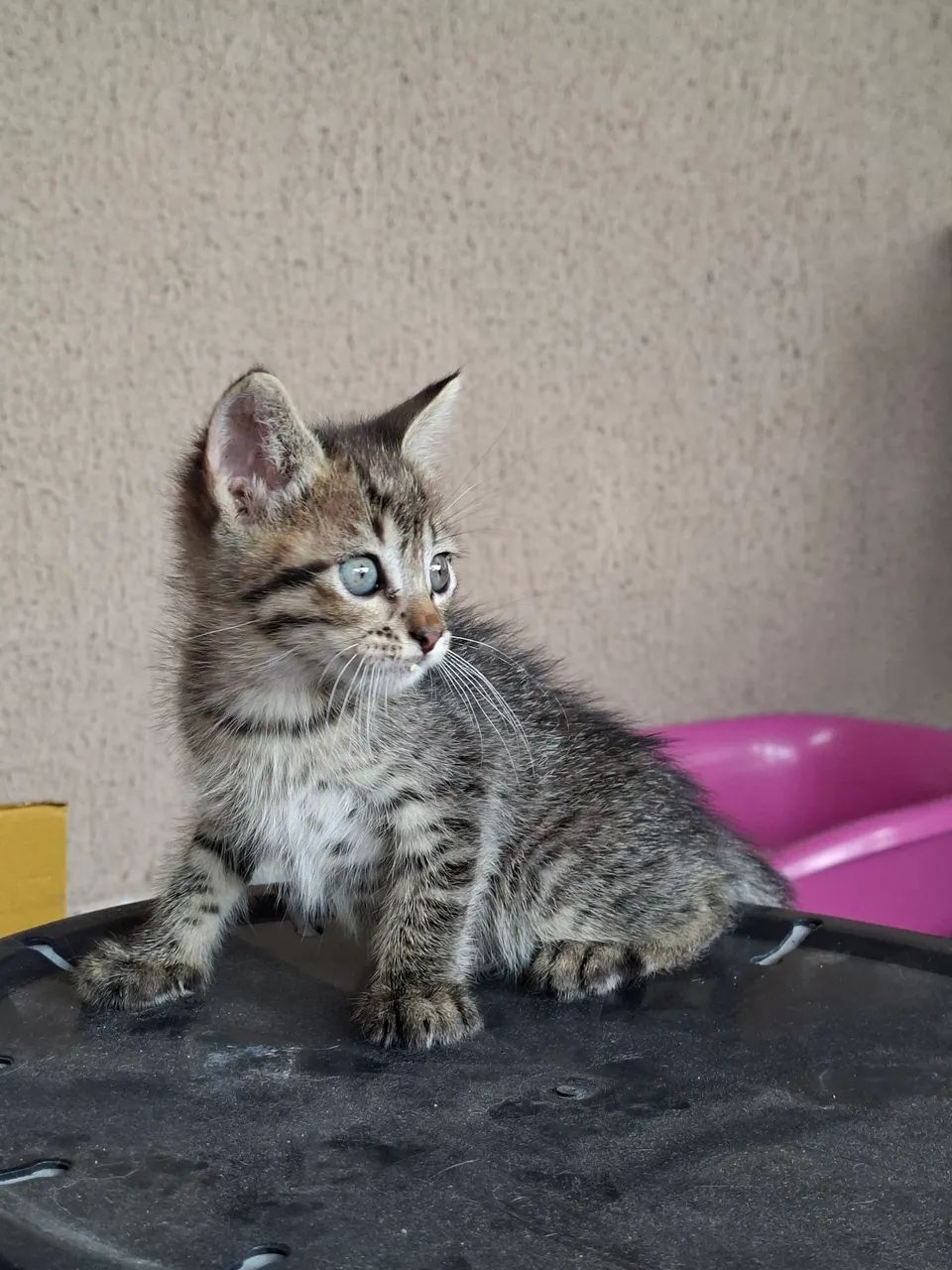 Gatinhos para adoção - Foto 4