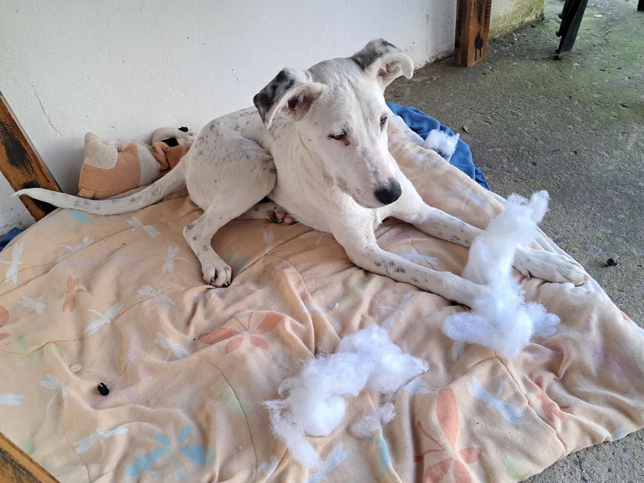 Cão encontrado - Foto 5