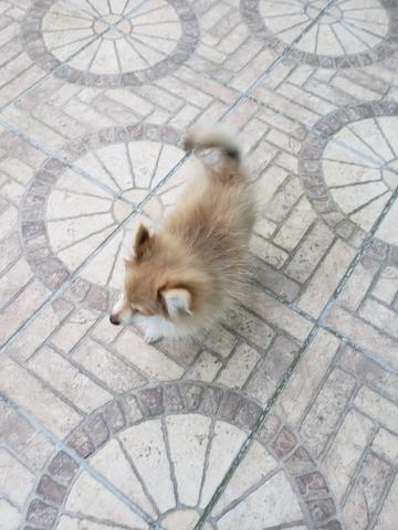Spitz Alemão - Foto 2