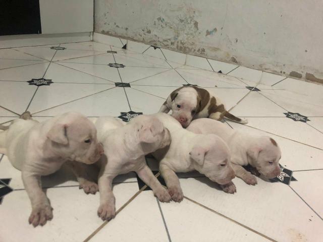Pets Pitbull Fêmeas - Foto 5