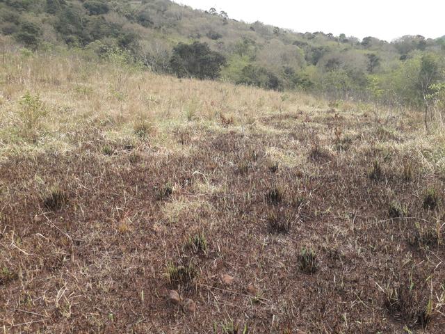 14,9 hectares de terra na beira do rio Uruguai - Foto 4