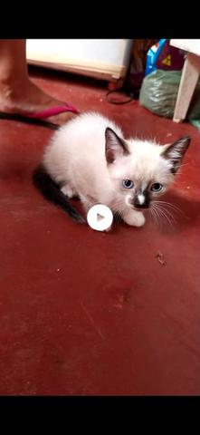 Doa-se lindas gatinhas - Foto 2