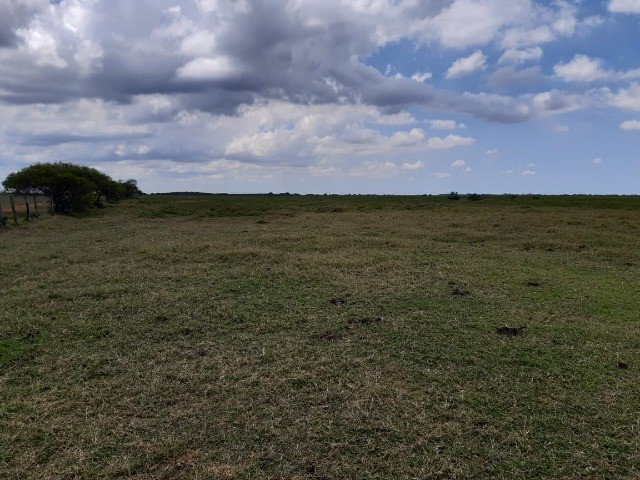 Fazenda de 90 alqueires em Flexeiras (Quissamã). - Foto 5