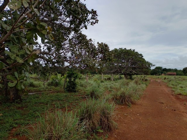 Fazenda em Pium.  - Foto 2