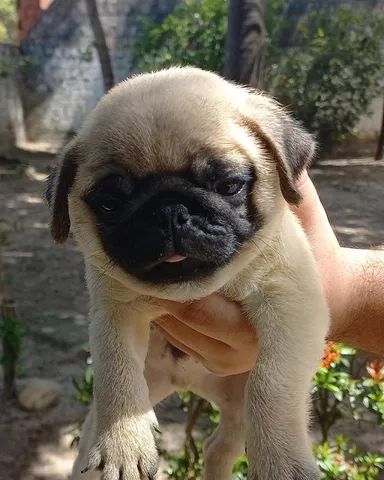 pug - filhote com 4 vacinas, pedigree incluso, com garantia. Em ate 12 x sem juros.