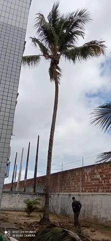 Poda de árvores ? limpeza de coqueiros * - Foto 4