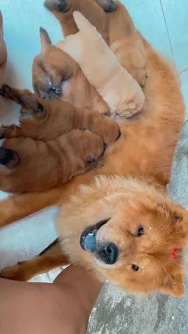 Vendo CHOW-CHOW americano  - Foto 6