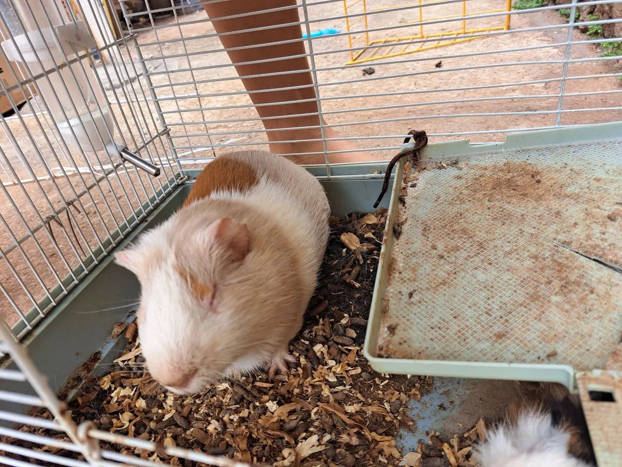 Porquinhos da Índia