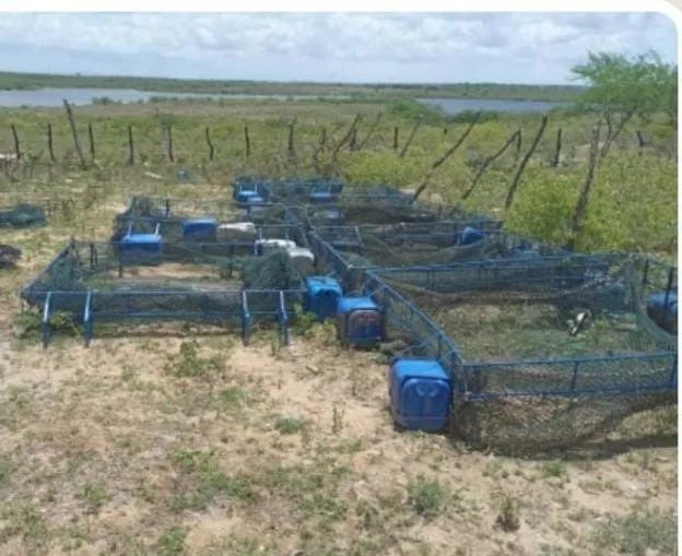 Oportunidade Criatório de Tilápias - Coruripe - Foto 5