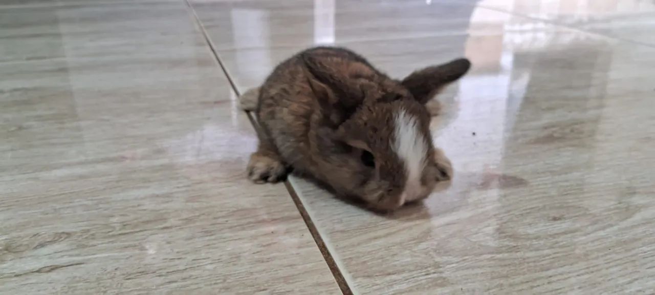 Filhotes de coelho mini lopp  - Foto 4