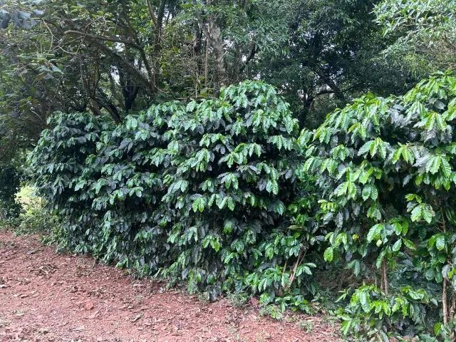 Chácara de 7,4 hectares em Ibema, próximo a cidade! - Foto 3