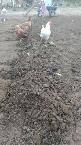 Fertizante orgânico ( Esterco bovino) - Foto 2