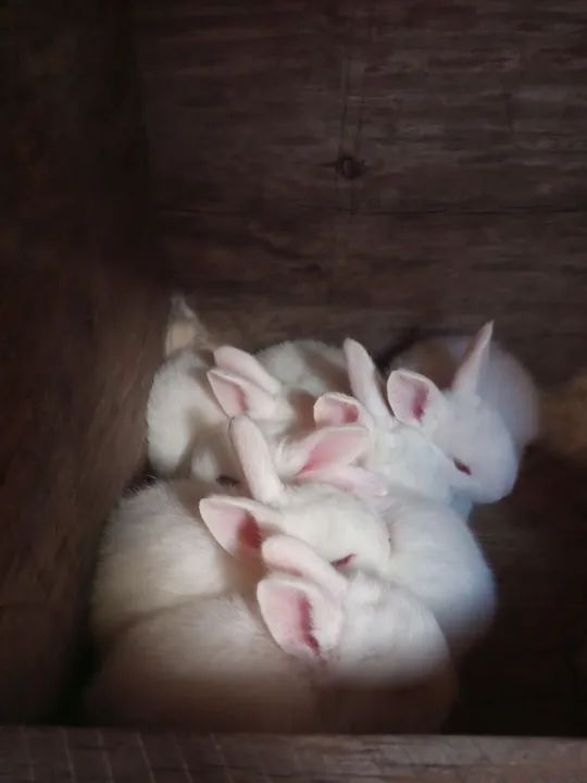 Coelho Nova Zelândia zona leste de São Paulo  - Foto 2